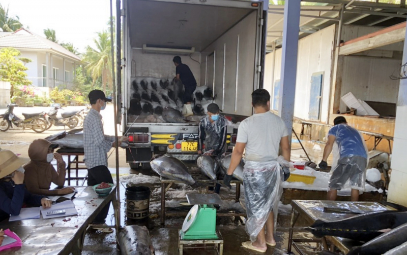 Cá ngừ đại dương được bốc dỡ lên xe trung chuyển thu mua tại Cảng cá Tam Quan, tỉnh Bình Định. Ảnh: CCTS