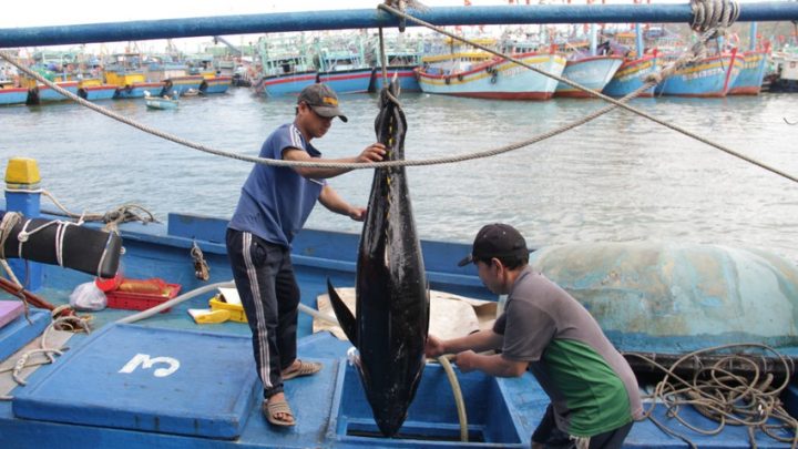 làng nghề đánh bắt cá ngừ Bình Định